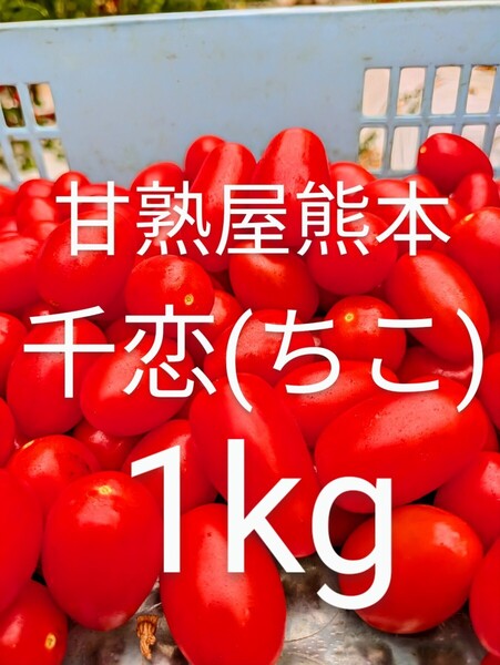 ミニトマト 千恋1kg
