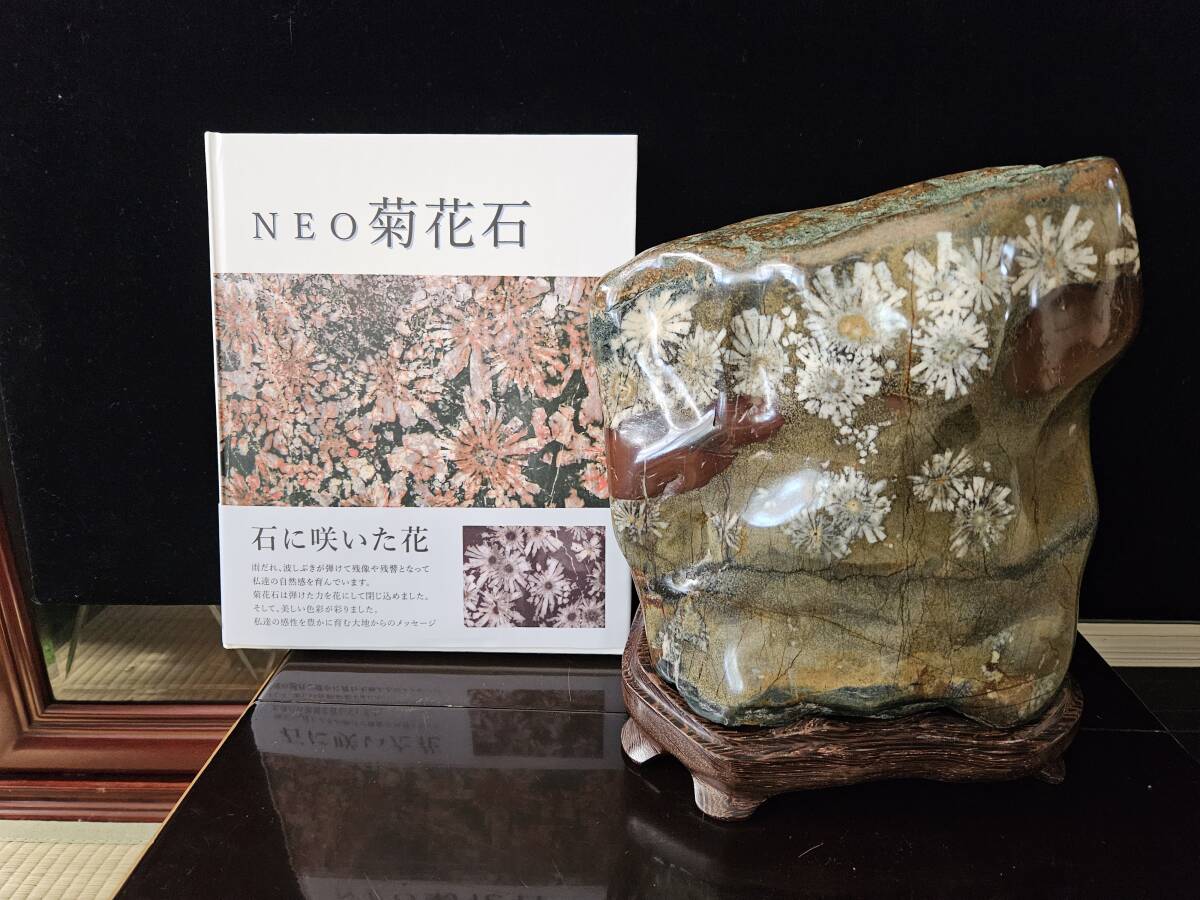 2025年最新】Yahoo!オークション -菊花石 根尾の中古品・新品 2025年最新】Yahoo!オークション -菊花石 根尾の中古品・新品