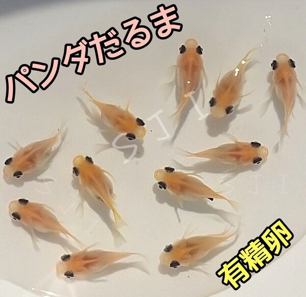 パンダだるまメダカ 有精卵 計15個(10個+α5)+おまけ数個 めだか 卵 ダルマ ●本日発送 即お支払いお願いします。