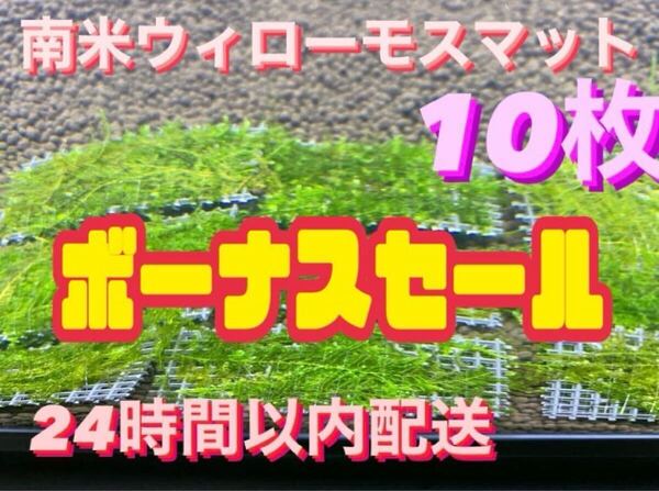 水草 ウィローモスマット10枚セット 6cm×4cm 10枚 南米ウィローモス 無農薬
