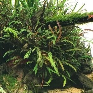 ハイグロフィラ ピンナティフィダ 水中葉 大株1株 根っこ付き ネコポス発送