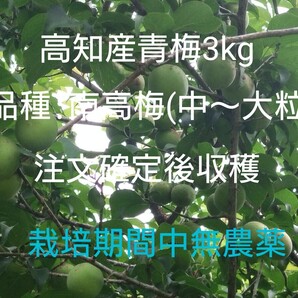 高知産青梅 3kg 【品種:南高梅】 無農薬・有機肥料のみで栽培