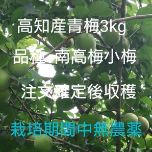 高知産青梅 3kg 【品種:南高梅小梅】 無農薬・有機肥料のみで栽培