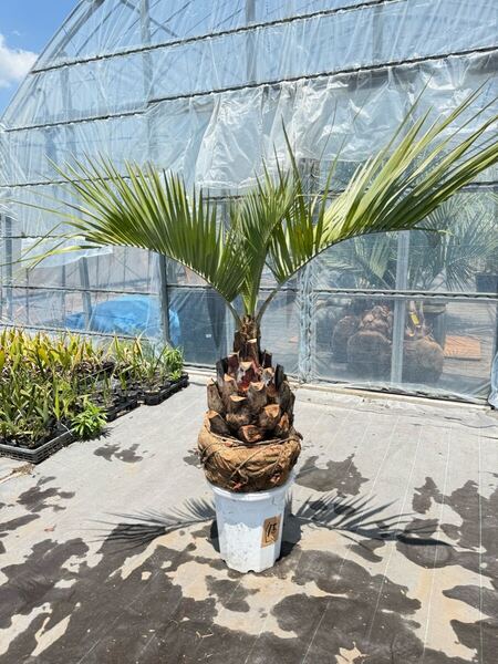 ココスヤシ【極太】シルバーリーフ葉先120cm 幹回90cm 幹高40cm