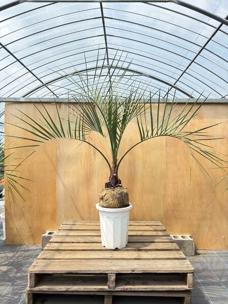 ココスヤシ シルバーリーフ葉先120cm 幹回り50cm 幹高15cm 【18】