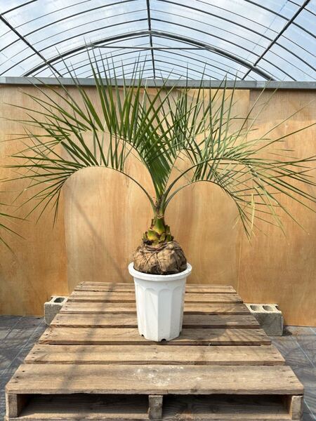 ココスヤシ シルバーリーフ葉先100cm 幹回り50cm 幹高15cm ②