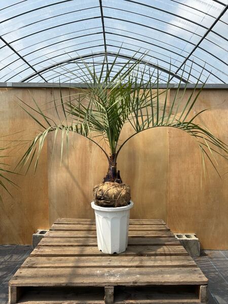 ココスヤシ シルバーリーフ葉先100cm 幹回り50cm 幹高15cm 【6】
