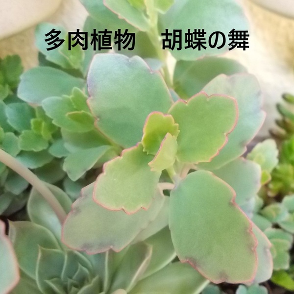 多肉植物 胡蝶の舞(ベンケイソウ科カランコエ属)・15~20cmほど10本以上・A4サイズゆうパケットポストで送付