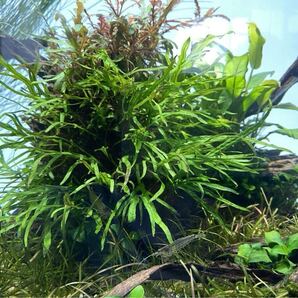 送料無料! 残4!ADA ミクロソリウム トライデント 1セット!水中葉 無農薬 水草 活着