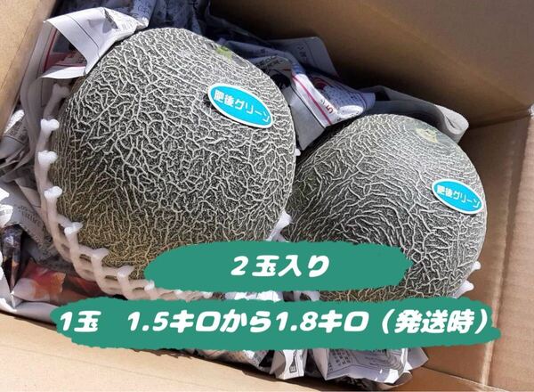 4L肥後グリーンメロン