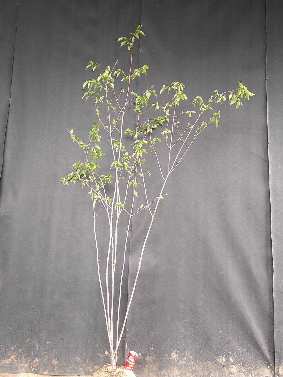 栃尾の植物 (1984年)