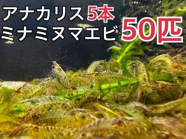 アナカリス 5本とミナミヌマエビ50匹セットメダカ 水草 淡水エビ 川エビ 餌