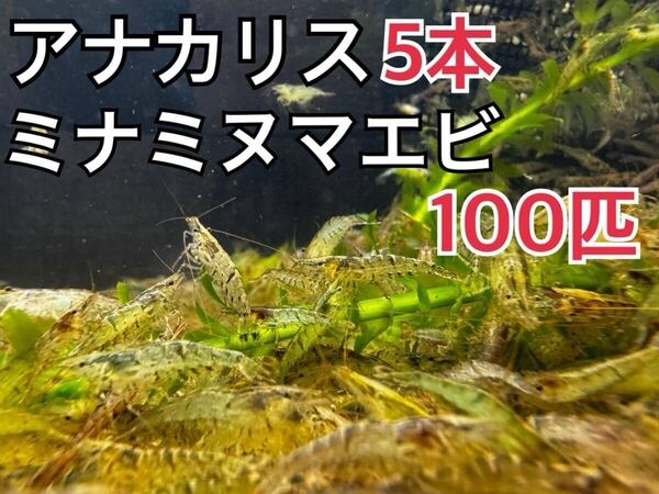 送料無料 アナカリス 5本とミナミヌマエビ100匹淡水エビ 川エビ 水草 メダカ