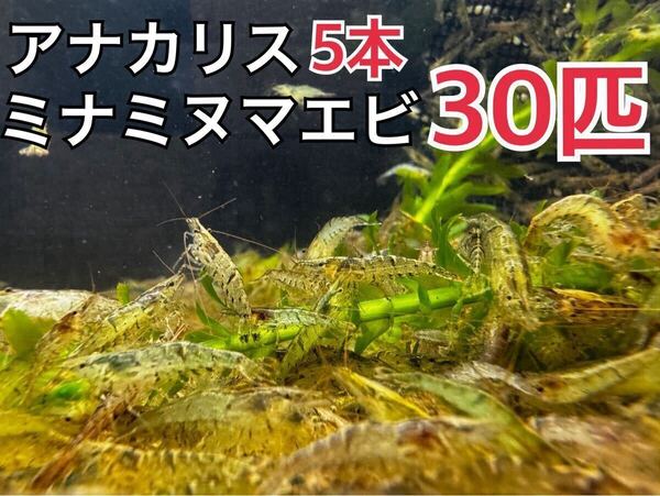 送料無料 アナカリス5本とミナミヌマエビ30匹セット 水草 金魚 餌 ペットの餌 商品説明必読