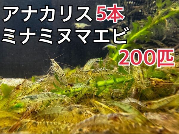 ○送料無料 アナカリス5本とミナミヌマエビ200匹セットメダカ 水草 金魚 肉食魚餌