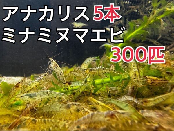 アナカリス5本ミナミヌマエビ300匹 セット 淡水エビ アナカリス メダカ 水草 餌 川エビ