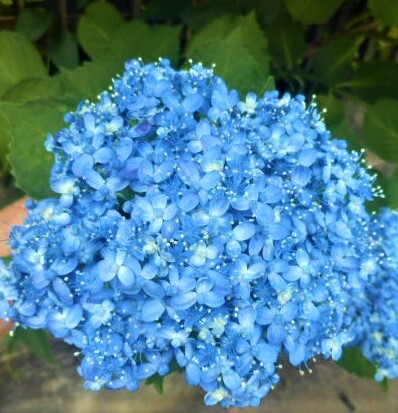 アジサイ開花株 『花鳥風月』 5号鉢 紫陽花 4/13現品撮影 か