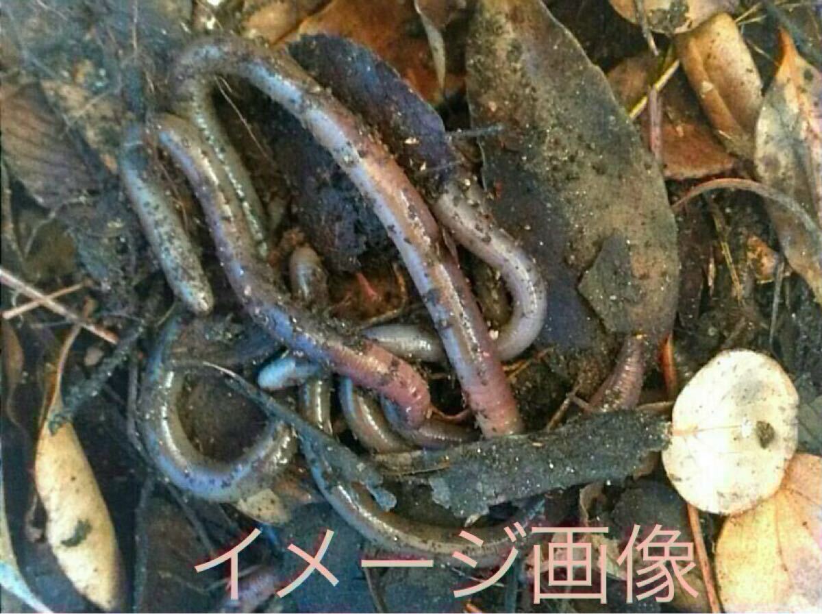 ドバミミズ【火金土日のみ発送】50匹 天然 ミミズ エサ 生き餌