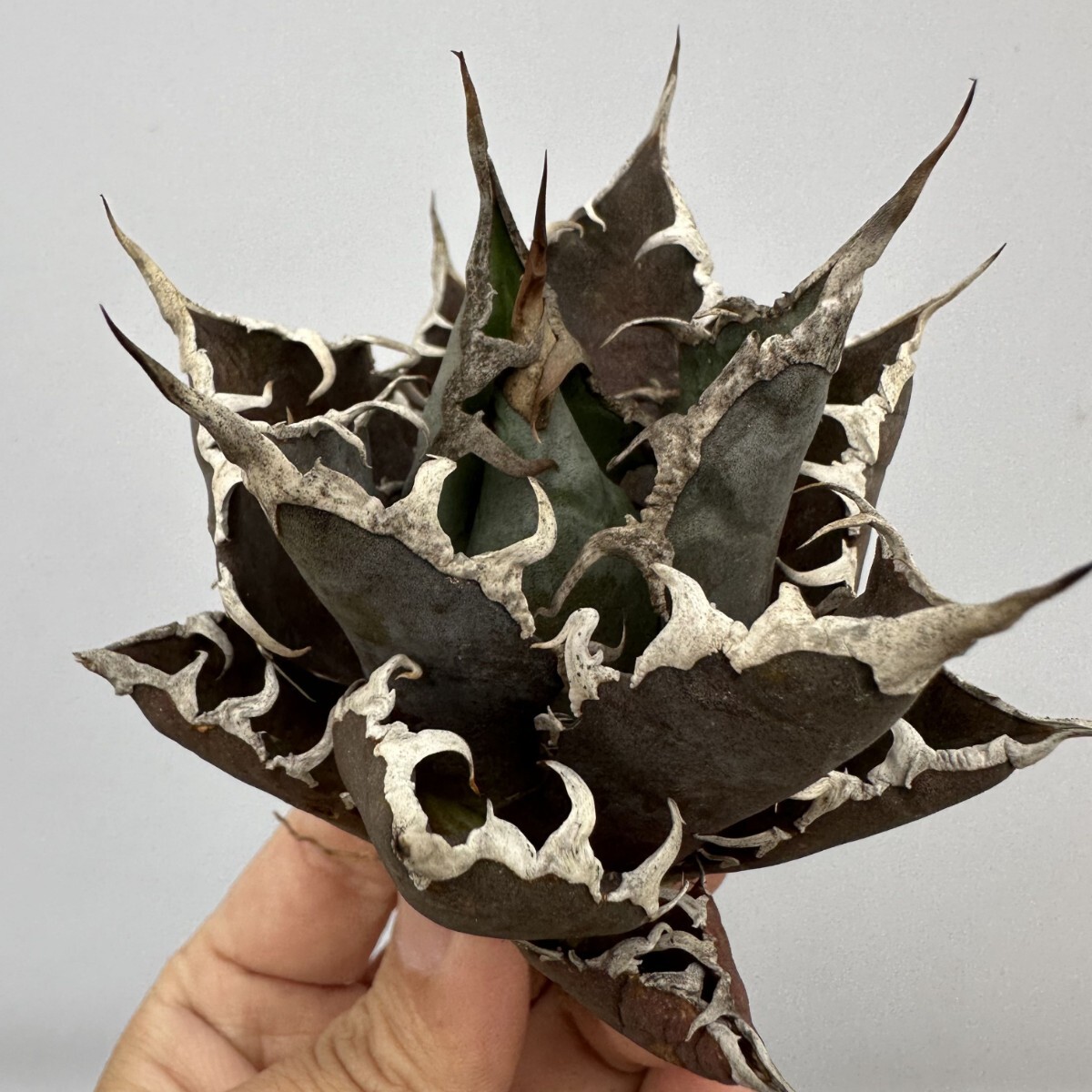D39【青田園芸】特選 アガベ 多肉植物 チタノタ 凱撒'SUPER