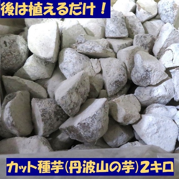 後は植えるだけ! カット種芋 2キロ 丹波山の芋 タネイモ つくね芋