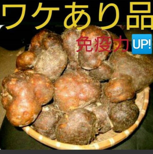 全国送料無料 わけあり 丹波山の芋 つくね芋 1キロ
