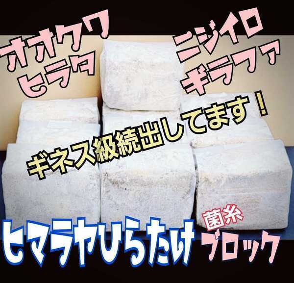 極上!初菌使用☆ヒマラヤひらたけ 菌糸ブロック【2個】トレハロース・ローヤルゼリー強化配合 オオクワガタに抜群 産卵床に使うと爆産