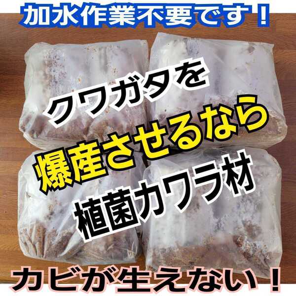極上!植菌カワラ材【4本】クワガタの産卵にはコレが最強です!タランドゥス・レギウス・オウゴンオニに!ドルクス系にも! 材がカビない