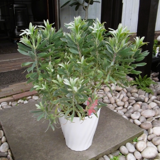 『リューコスペルマム・リフレクサム ハイブリット*Leucospermum Reflexum Hybrid』6号