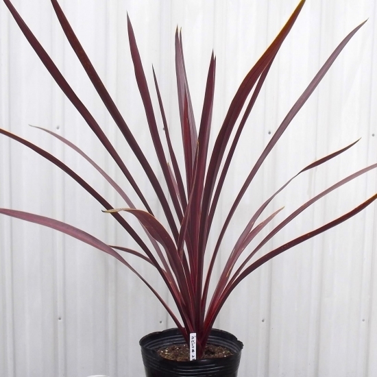 『コルジリネ・オーストラリス・レッドスター*Cordyline australis Red Star』5号
