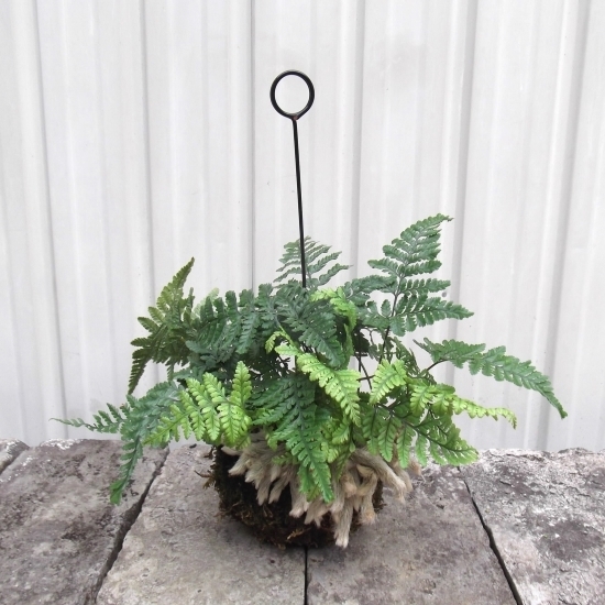 『セッカトキワシノブ(苔玉) 吊り*Davallia mariesii』 猫の手、常盤シノブ石化
