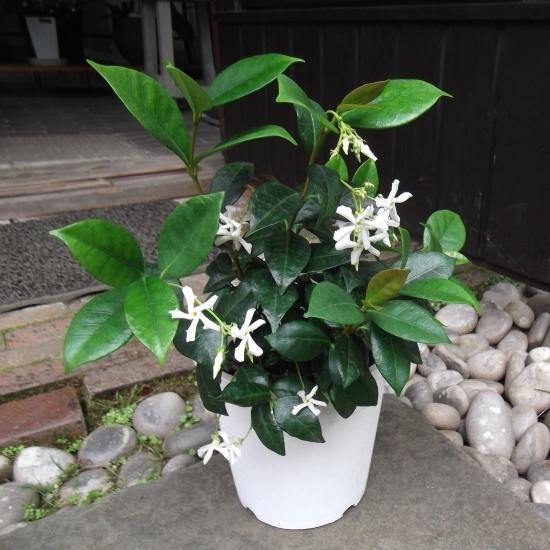 『スタージャスミン*jasminum multiflorum』5号 柑橘系の香り