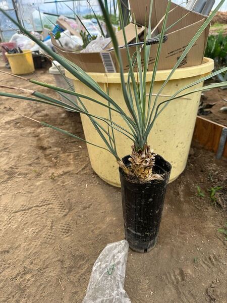ユッカロストラータ 分頭株 抜き苗発送 ユッカ Yucca