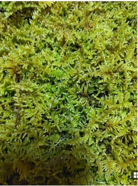 ハイゴケ 10トレー コケリウム 天然 盆栽 苔リウム 苔玉 山野草 岩手県産 天然 無農薬