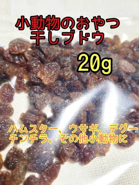 小動物 ドライレーズン 干しブドウ20g チンチラ デグー モルモット ハムスター リス 小動物おやつ フィッシュスティック
