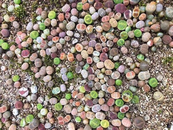 メセン 多肉植物 リトープス 100苗 一年苗 多彩カラフル