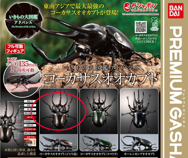 バンダイ☆いきもの大図鑑アドバンス コーカサスオオカブト ジャワ島 ガシャポン ガチャガチャ 匿名配送