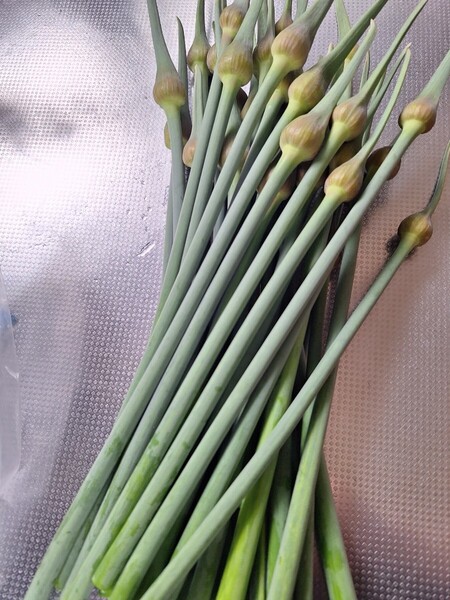 ジャンボニンニクの芽 約1キロ 農薬不使用
