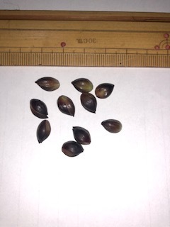 黄金オニユリ ムカゴ 40粒