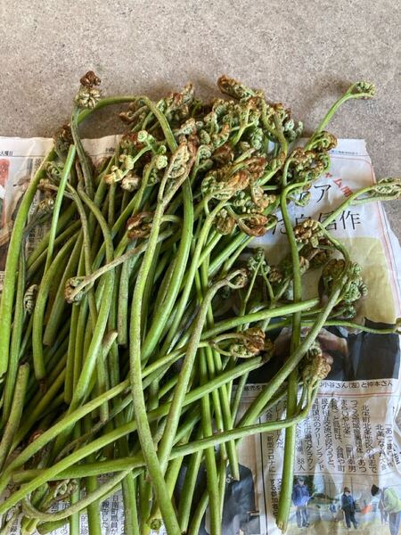 鳥取県産 生わらび 400g