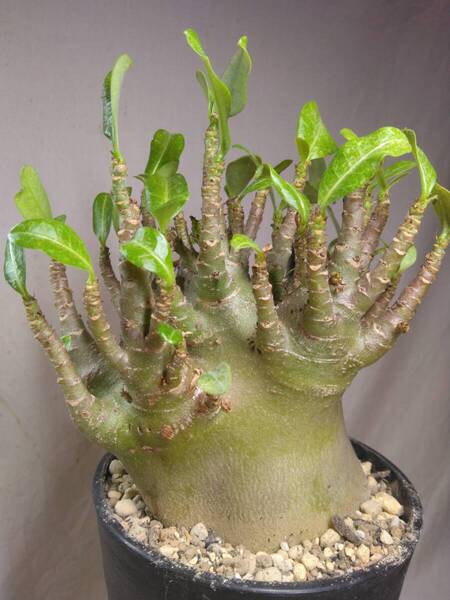 送料込【ドワーフ多頭極太26cm】アデニウム ドワーフ adenium dwarf arabicum セラアート4号ロングごとおてがる宅急便発送 BH115