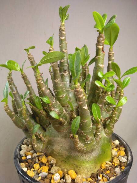 送料込【ドワーフ多頭極太27cm】アデニウム ドワーフ adenium dwarf arabicum セラアート4号ロングごとおてがる宅急便発送 BH116