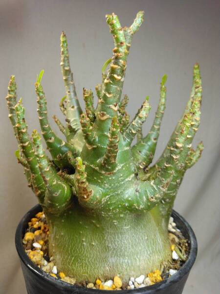 送料込【ドワーフ多頭極太27cm】アデニウム ドワーフ adenium dwarf arabicum セラアート4号ロングごとおてがる宅急便発送 BH130