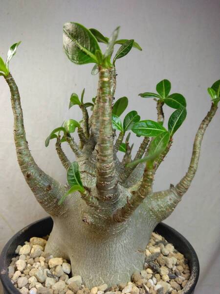 送料込【ドワーフ多頭21cm美形】アデニウム ドワーフ adenium dwarf arabicum セラアート4号ロングごとおてがる宅急便発送 BH137