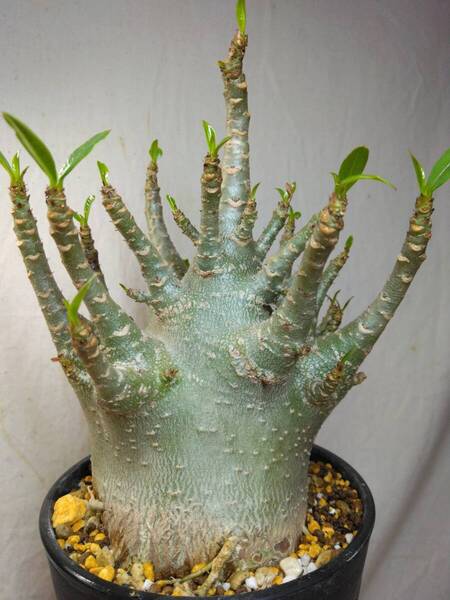 送料込【ドワーフ多頭極太26cm】アデニウム ドワーフ adenium dwarf arabicum セラアート4号ロングごとおてがる宅急便発送 BH140