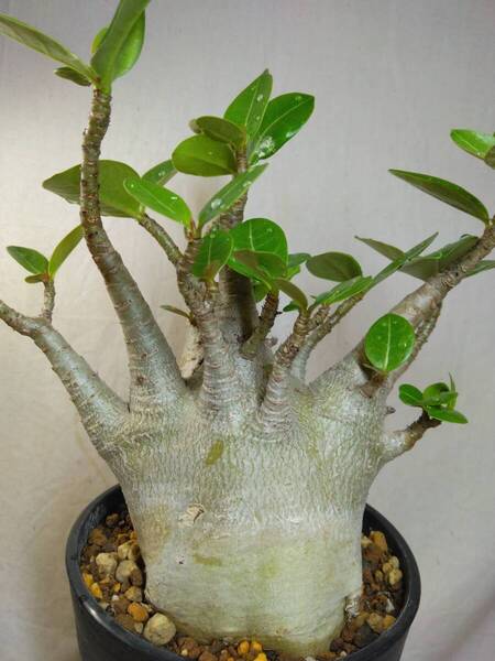 送料込【ドワーフ多頭極太25cm】アデニウム ドワーフ adenium dwarf arabicum セラアート4号ロングごとおてがる宅急便発送 BH142