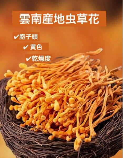 乾燥虫草花100g ちゅうそうはな サナギ茸 きのこ 薬膳料理 冬虫夏草