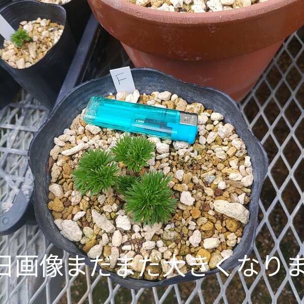 山野草 希少色丹島固有種 カタオカソウ 15F