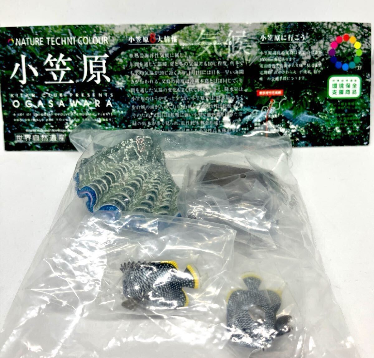 Amazon.co.jp: ネイチャーテクニカラー 小笠原 シークレット含む