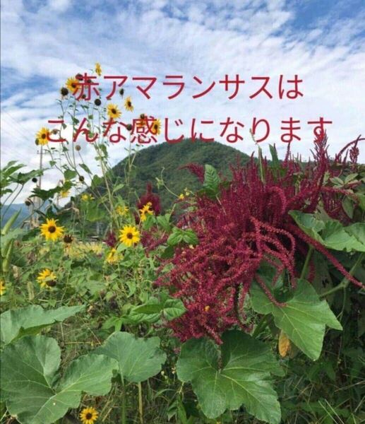 【自然農】レッドアマランサスの種 雑穀 そだてやすい こぼれ種でも毎年開花 インテリアにも 家庭菜園 園芸 ガーデニング 花畑⑤