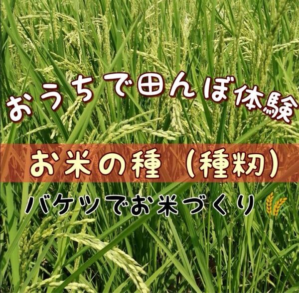 【お家で田んぼ体験】お米の種 種籾 自然農 10g